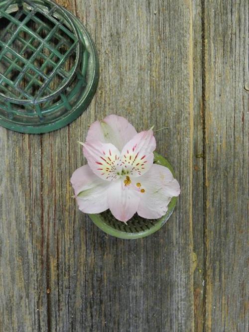 Dubai  Light Pink Alstroemeria